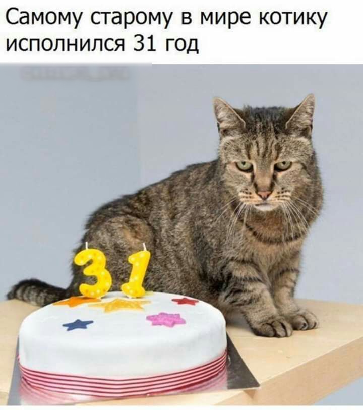 Самому старому в мире котику исполнился 31 год