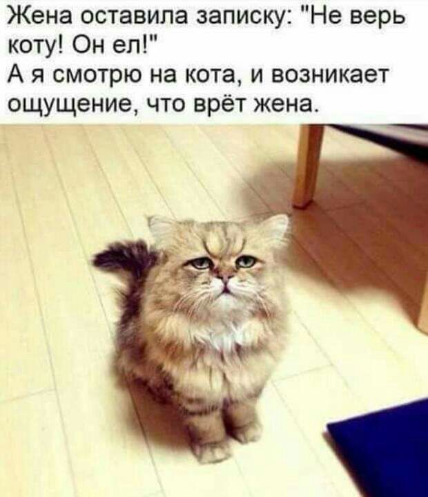 Жена оставила записку Не верь коту Он ел А я смотрю на кота и возникает ощущение что врёт жена