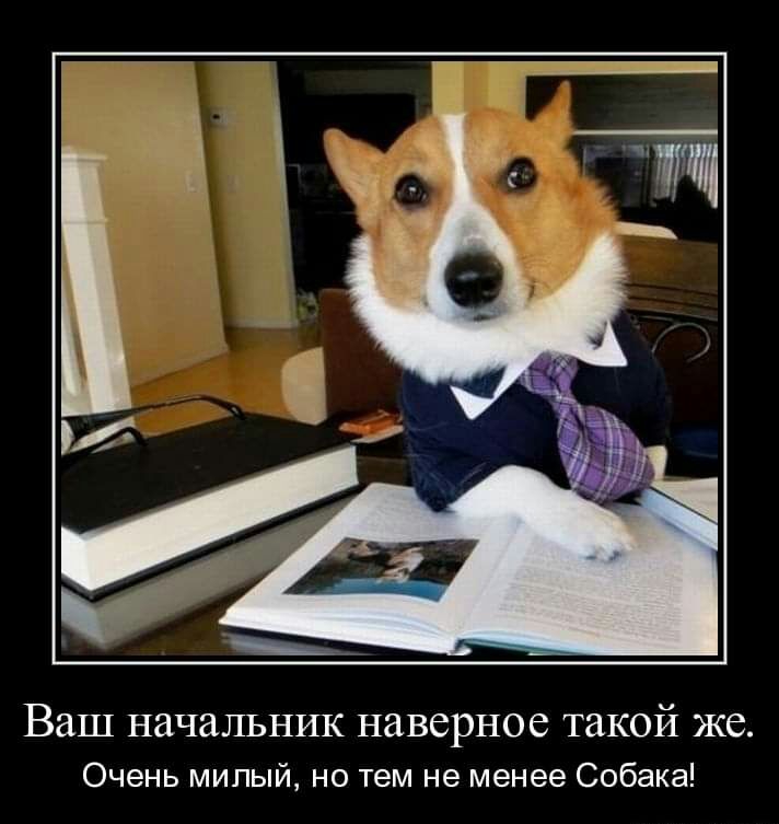 Ваш начальник наверное такой же Очень мипый но тем не менее Собака