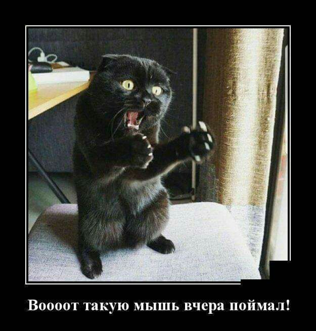 В0000т такую мышь вчера поймал