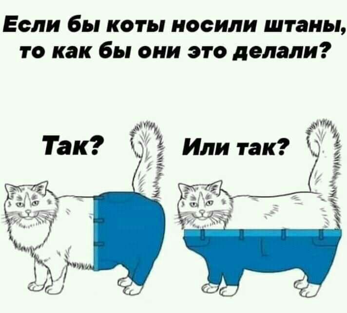 Если бы коты носили штаны то как бы они это делали