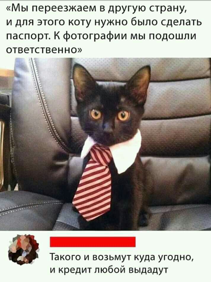 Мы переезжаем в другую страну и для этого коту нужно было сделать паспорт К фотографии мы подошли ответственно Такого и возьмут куда угодно и кредит любой выдадут