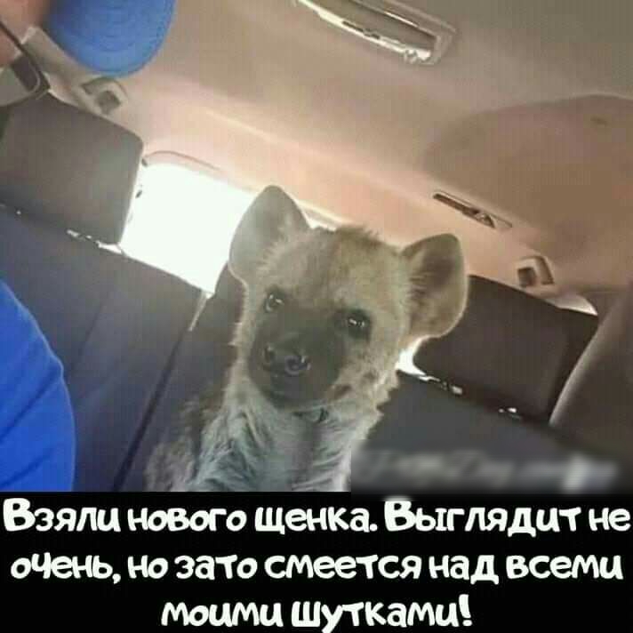 Взяли нового щенка Выглядит не Шень но зато смеется над всеми моими шутками
