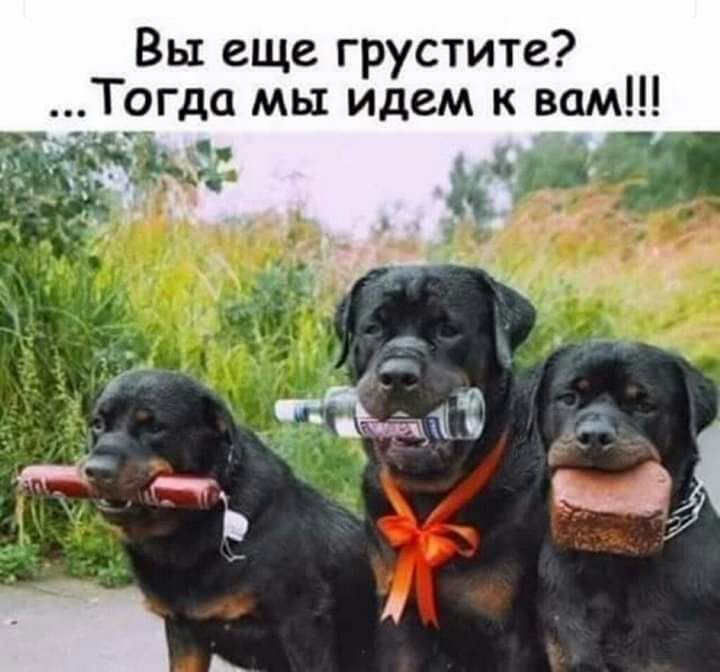 Вы еще грустите 9гда мы идем к вам 53