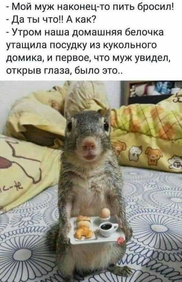 Мой муж наконец то пить бросил Да ты что А как Утром наша домашняя белочка утащила посудку из кукольного домика и первое что муж увидел открыв глаза было это лии