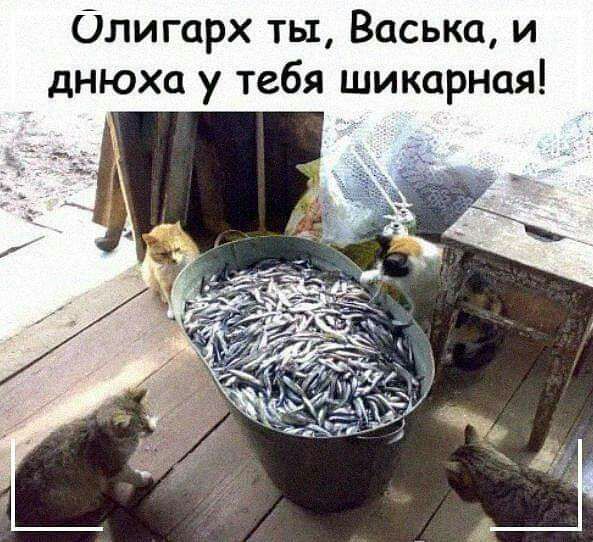 Олигарх ты Васька и днюха у тебя шикарная