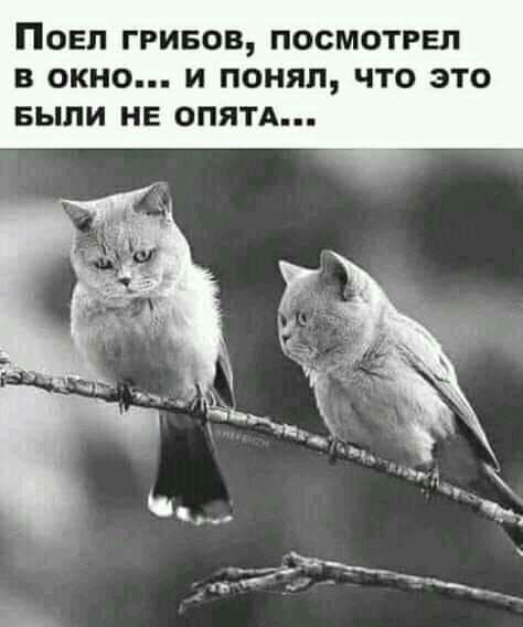 ПОЕП ГРИБОВ ПОСМОТРЕЛ В ОКНО И ПОНЯЛ ЧТО ЭТО БЫЛИ НЕ ОПЯТА