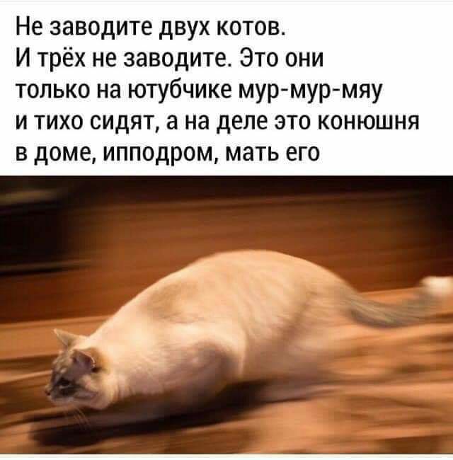 Не заводите двух котов И трёх не заводите Это они только на ютубчике мур мур мяу и тихо сидят а на деле это конюшня В доме ИППОДРОМ МЗТЬ его