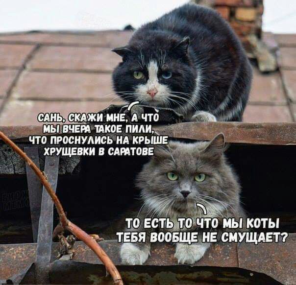 19 ищё что ты коты _тнвя воовщвін е_иущдвтг