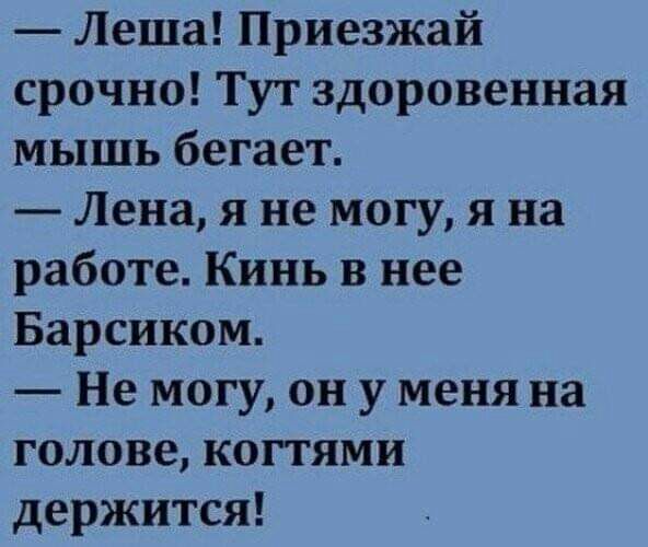 Леша Приезжай срочно Тут здоровенная мышь бегает Лена я не могу я на работе Кинь в нее Барсиком Не могу он у меня на голове когтями держится