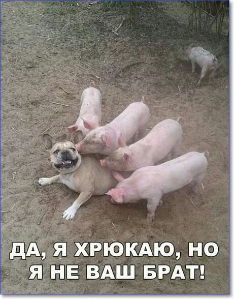 Е ВАШ БРАТ