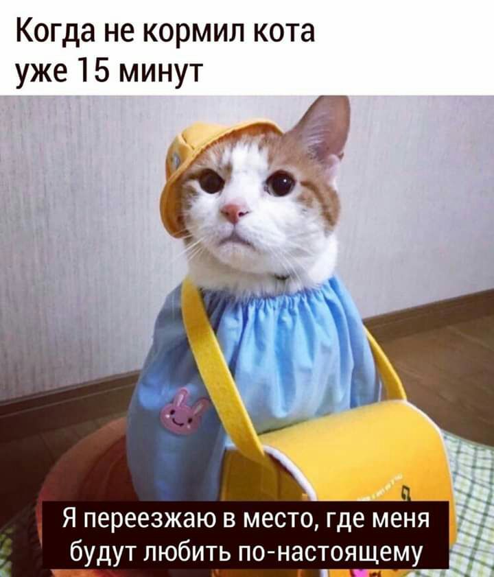 Когда не кормил кота уже 15 минут Я переезжаю в место где меня будут любить понастоящему