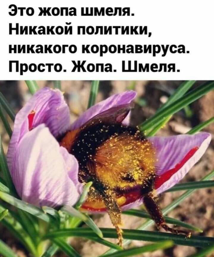 Это жопа шмеля Никакой политики никакого коронавируса Просто Жопа Шмепя
