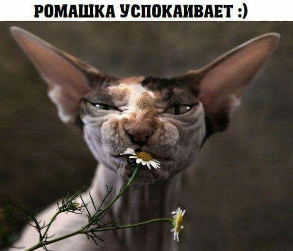 РПМАШКА успокдивдвт