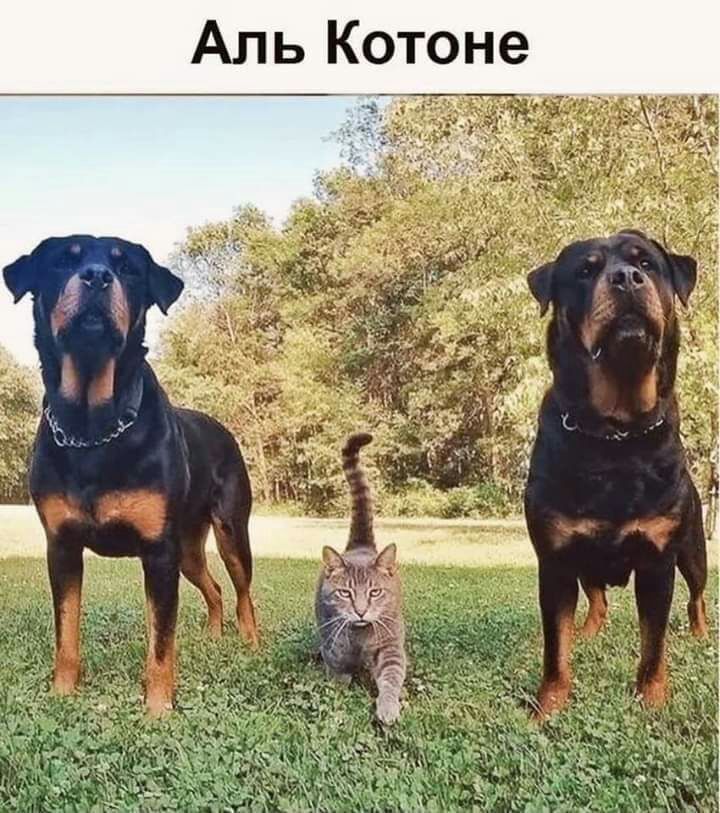 Аль Котоне