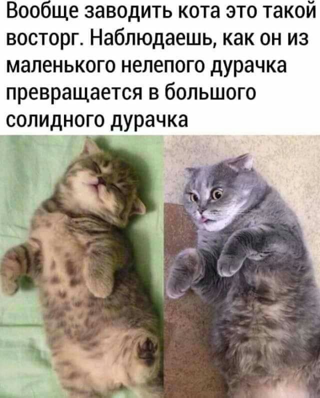 Вообще заводить кота это такой восторг Наблюдаешь как он из маленького нелепого дурачка превращается в большого СОЛИДНОГО дурачка