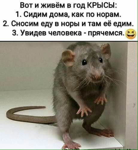 Вот и живём в год КРЫСЫ 1 Сидим дома как по норам 2 Сносим еду в норы и там её едим 3 Увидев человека прячемся
