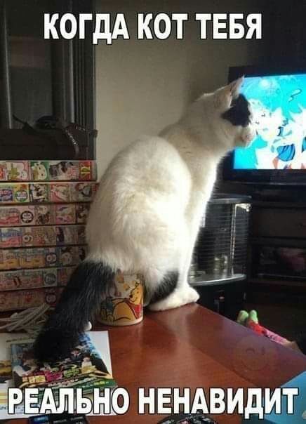 КОГДА КОТ ТЕБЯ 55 АЛЬі Ю нвнАвидщЁ