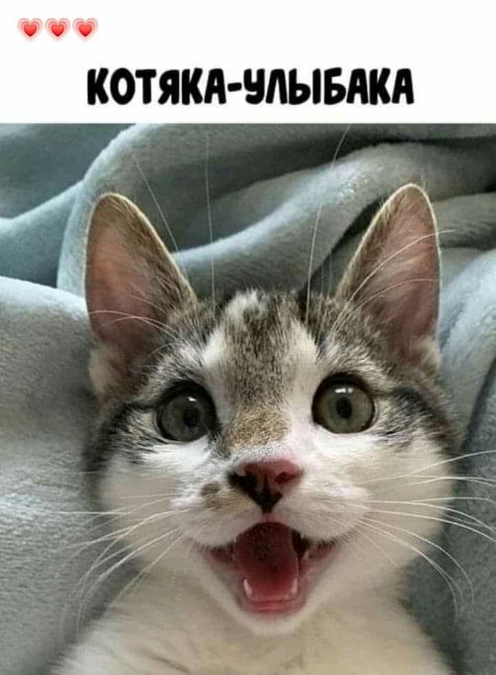 КОТЯКА ЧЛЫБАКА