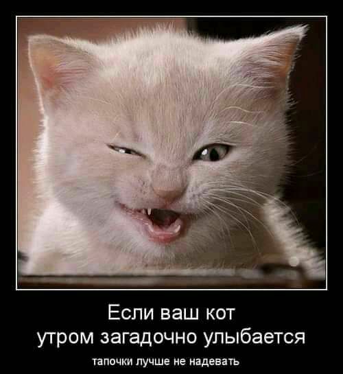 Если ваш кот утром загадочно улыбается тапочки лучше не надевать