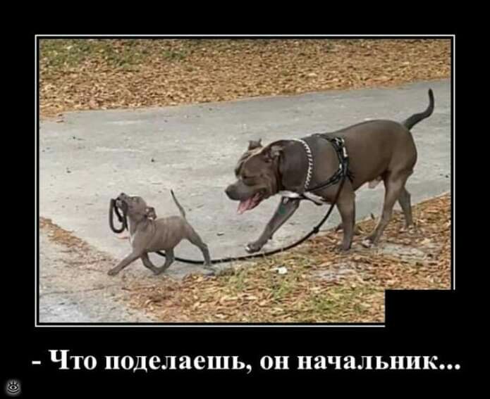 ЧТО поделаешь он начальник