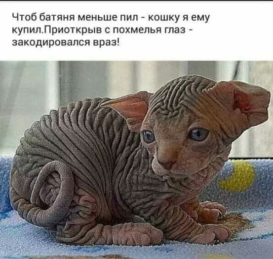 Чтоб батяня меньше пил кошку я ему купипЛриоткрыв с похмелья глаз закодировапся враз