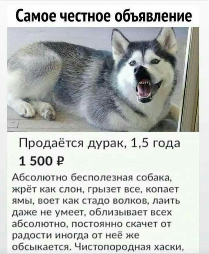 Самое честное объявление Аша а _ Продаётся дурак 15 года 1 500 Р Абсолютно бесполезная собака жрёт как слон грызет все копает ямы воет как стадо волков лаить даже не умеет облизывает всех абсолютно постоянно скачет от радости иногда от неё же обсыкается Чистопородная хаски