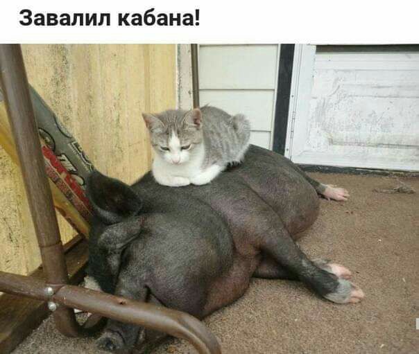 Завалил кабана