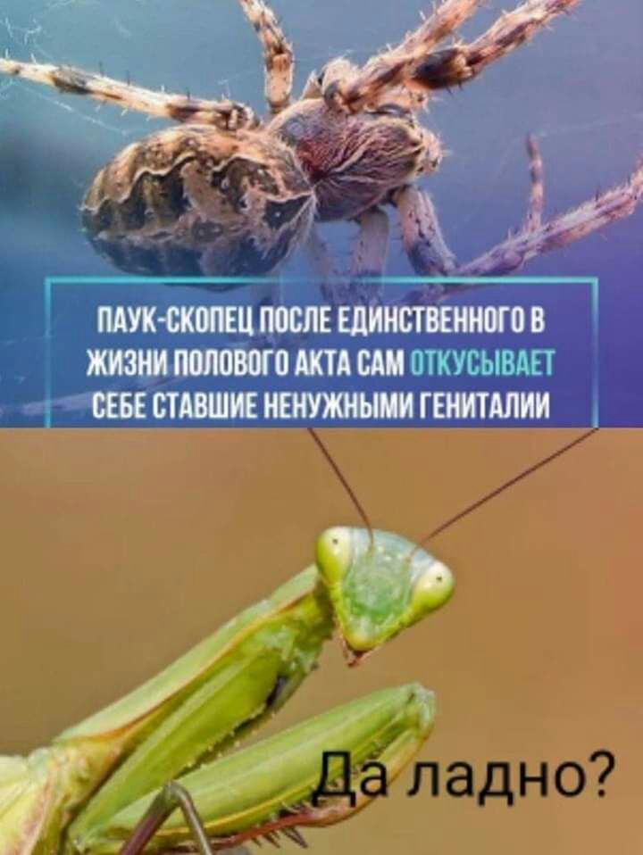 МУК СКШЕЦЪЮБЛЕ ЕДИНСТВЁНКШП В ЖИЗНИ полового АКТА сш ШКУСЫВАЕТ СЕБЕ СТАВШЪЕ НИИЖБ ГЕНИТАЛИИ А