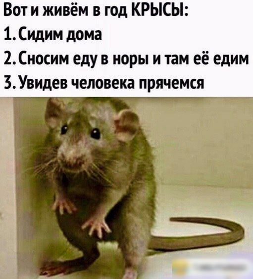 Вот и живём в год КРЫСЫ 1 Сидим дома 2Сносим еду в норы и там её едим БУвидев человека прячемся
