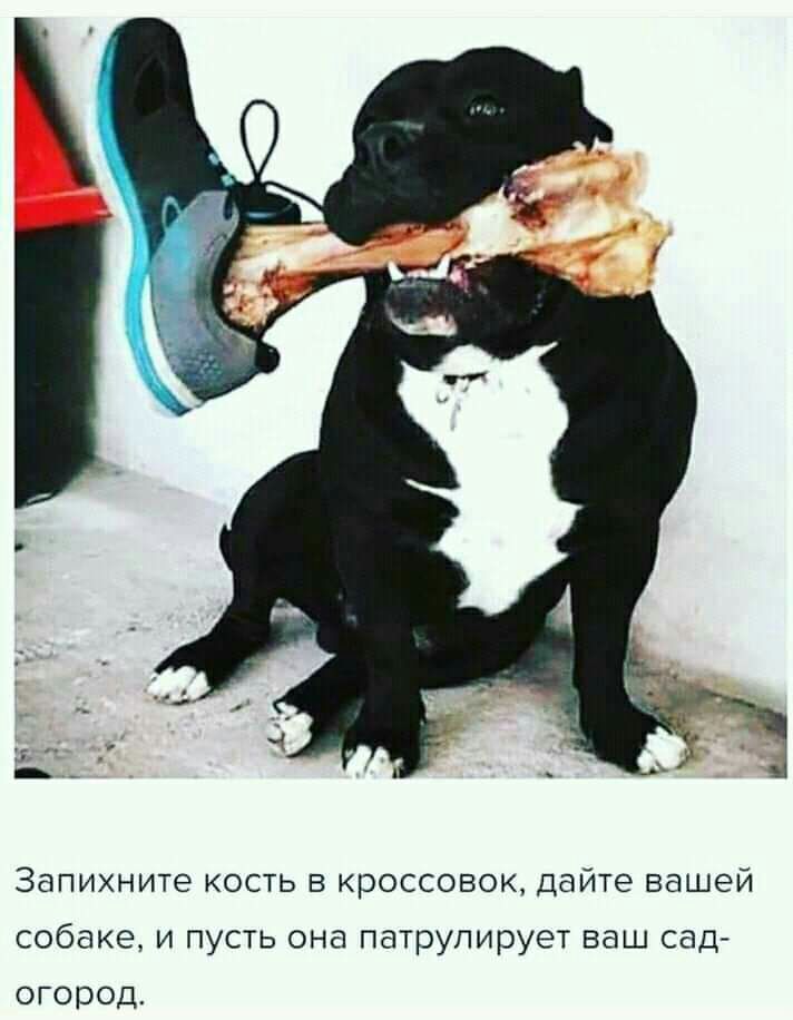Запихните кость в кроссовок дайте вашей собаке и пусть она патрулирует ваш сад огород