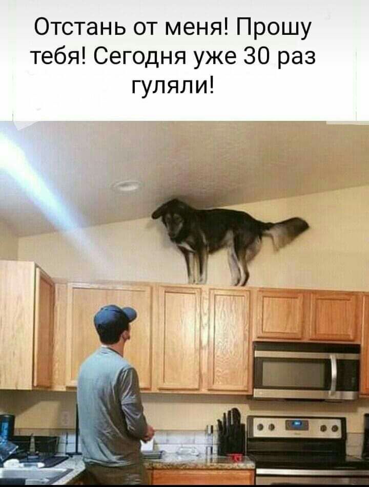 Отстань от меня Прошу тебя Сегодня уже 30 раз гуляли