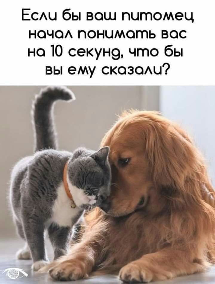 ЕСАЦ бы вош питомец ноче понимать все но 10 секун9 что бы вы ему скозсми