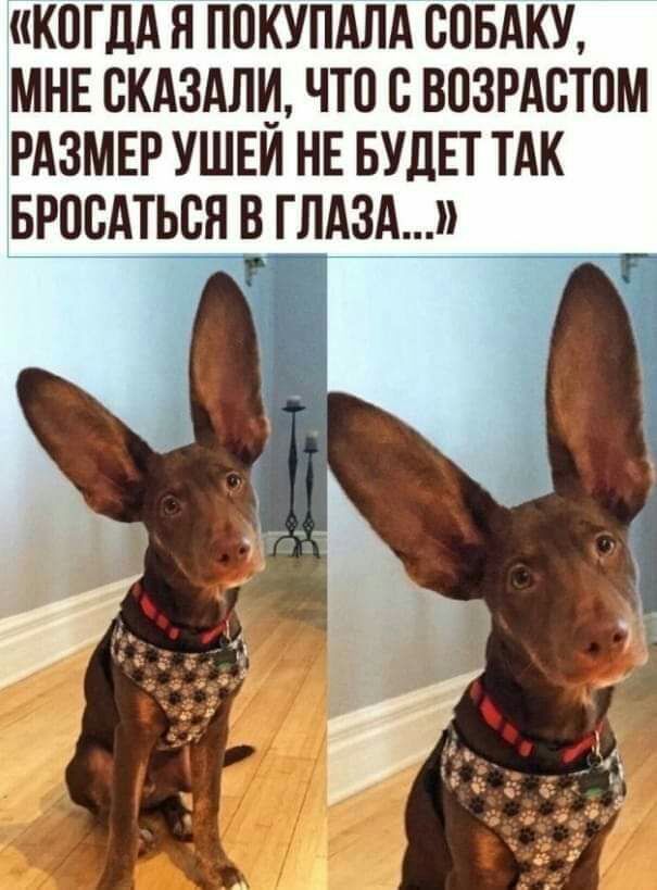 КПГДА Я ППКУПАЛА СОБАКУ МНЕ ВКАЗАЛИ ЧТО С ВПЗРАВТПМ РАЗМЕР УШЕИ НЕ БУДЕТ ТАК БРПВАТЬСЯ В ГЛАЗА _ _