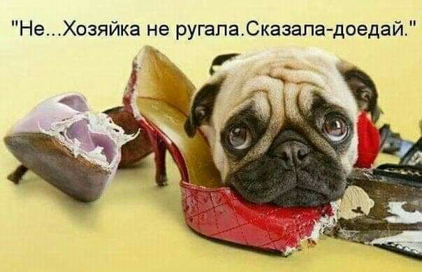 НеХозяйка не ругалаСказапа доедай
