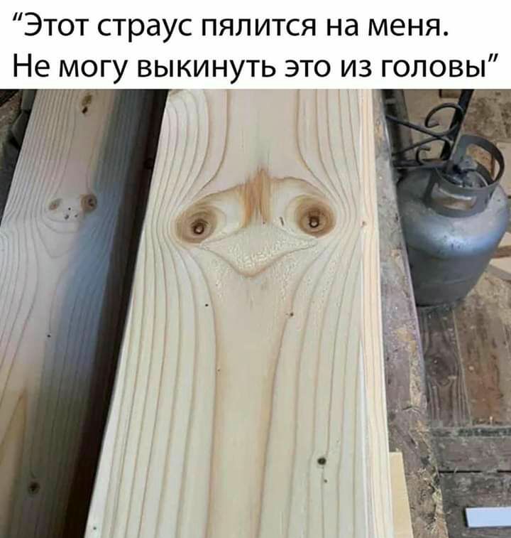 Этот страус пялится на меня Не могу выкинуть это из головы