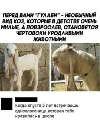 ЮМЩГУААМ по ЩКОЗ КОТОРЬЕВШОШЕОШ И АМЗРООАБ 0705 Кош спусп 5 пп играть твт свищи шторм те кри имен Школа