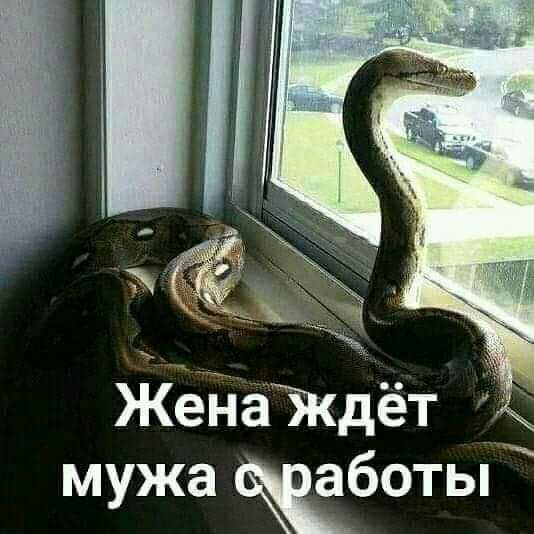 ЖёЁ іёікдёт мужа боты