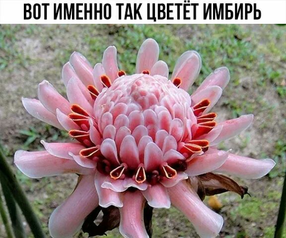 __ ВПТ ИМЕННЦЁК ЦВЕТЁТ ИМБИРЬ _