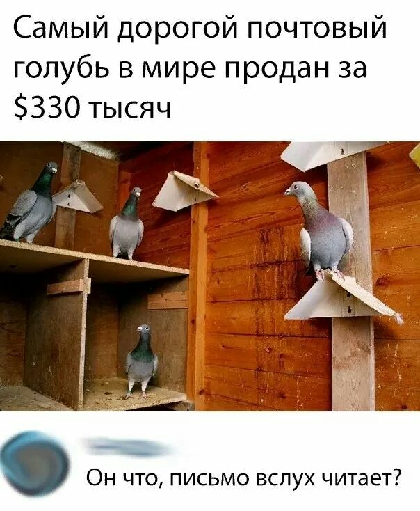 Самый дорогой почтовый голубь в мире продан за 330 тысяч ед Он что письмо вслух читает