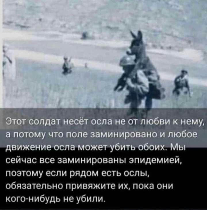 сейчас все заминированы эпидемией поэтому если рядом есть ослы обязательно привяжите их пока они кого нибудь не убили