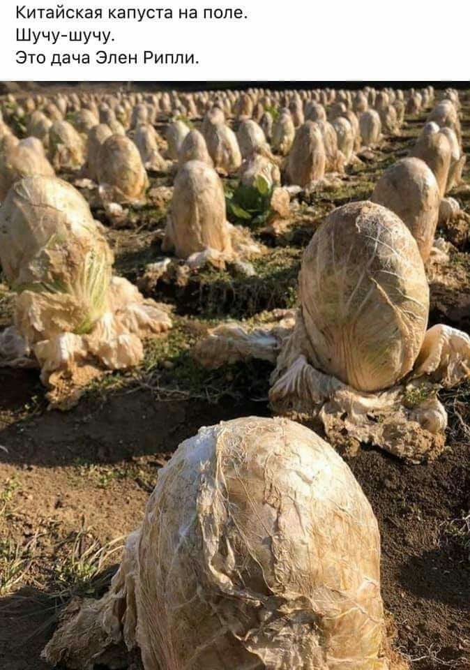 Китайская капуста на попе Шучушучу Это дача Элен Рипли гап ъ На