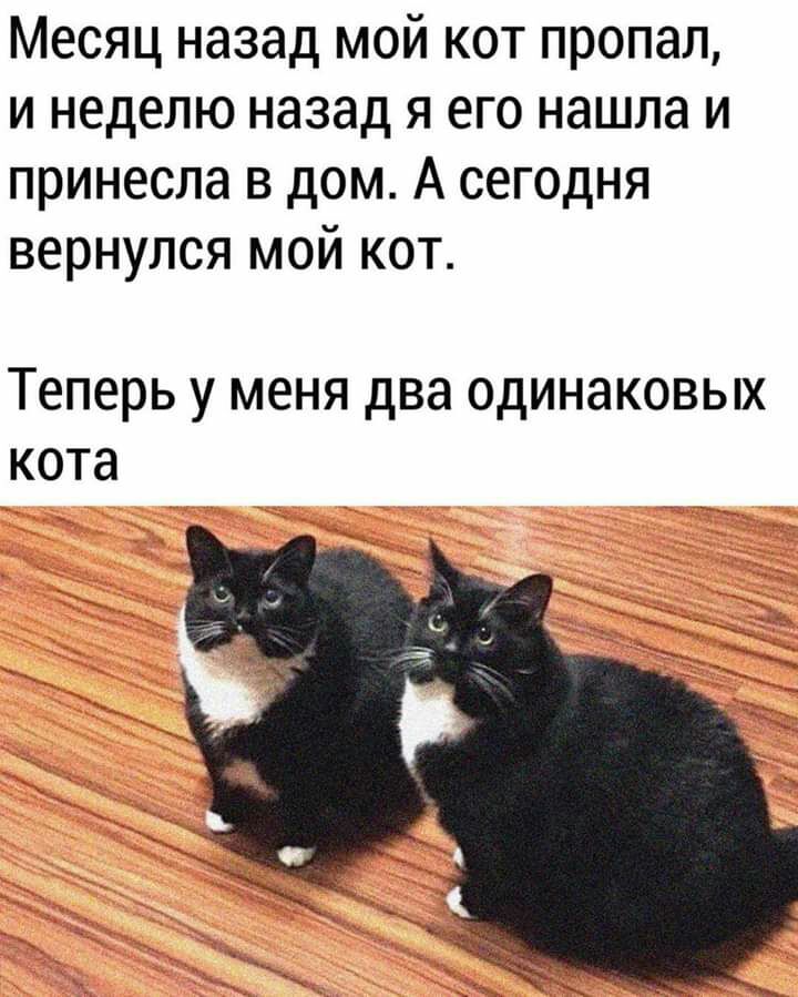 Месяц назад мой кот пропал и неделю назад я его нашла и принесла в дом А сегодня вернулся мой кот теперь у меня два ОДИНЗКОВЫХ кота