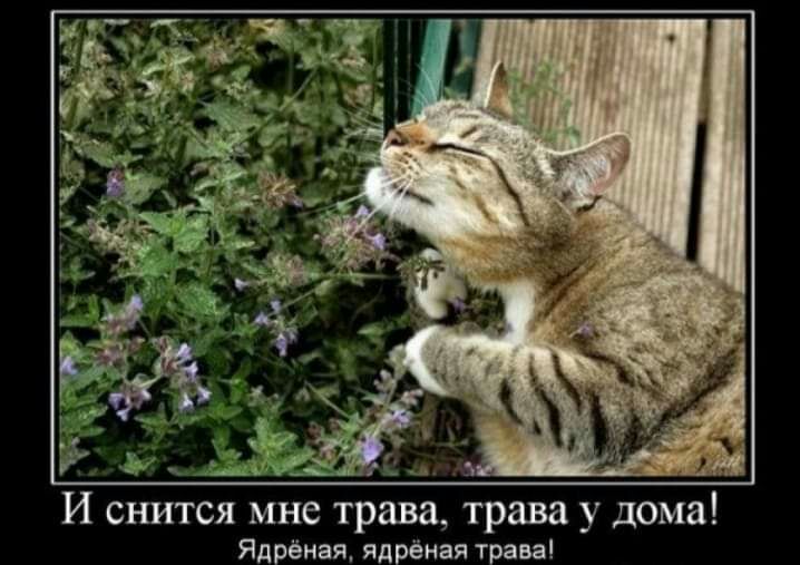 1 47 И снится мне трава трава у дома Ядрёная ядрёная трава