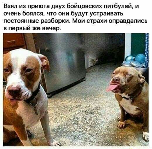 Вэяп из приюта двух бойцовских питбулей и очень боялся что они будут устраивать постоянные разборки Мои страхи оправдались в первый же вечер