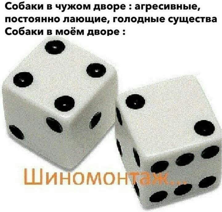 Собаки в чужом дворе агресивные постоянно лающие голодные существа Собаки в моём дворе