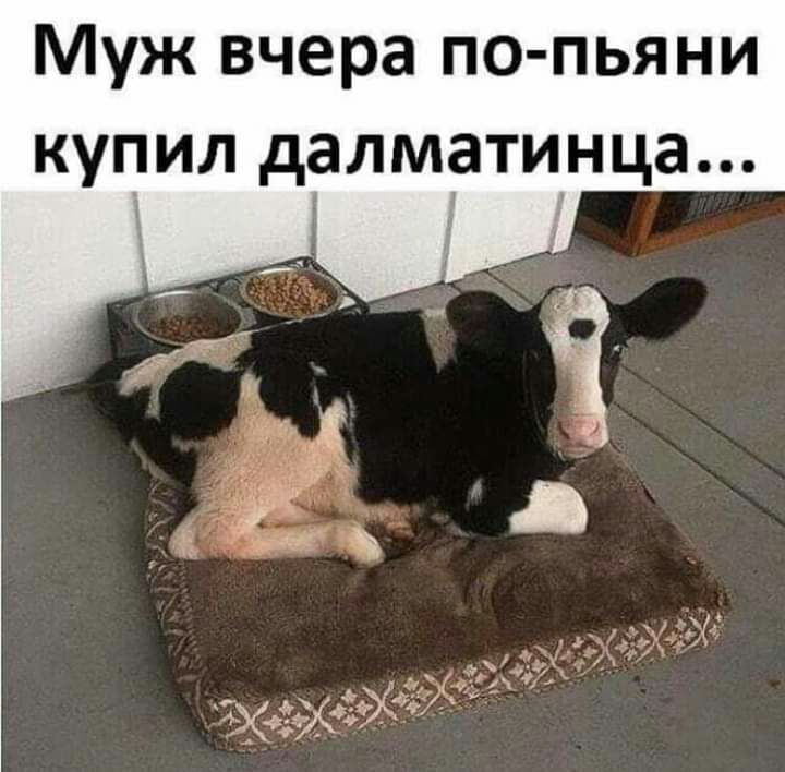 Муж вчера по пьяни купил далматинца
