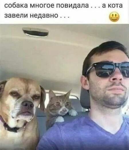 собака МНОГОЕ повидала а кота завели Недавно