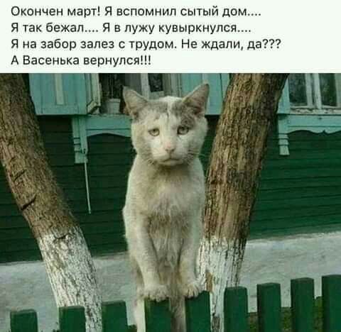 Окончен март я вспомнип сытый дом я так бежал в лужу кувыркиупся Я на забор зале тодом Нв ждали да А Басенька вернулся