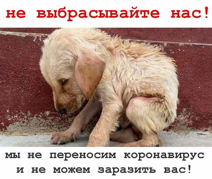 мы не переносим коронавирус и не можем заразить вас